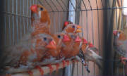 1343576329_420918709_1-pictures-of--exhibition-zebra-finches.jpg