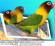 blackmaskedlovebirds2.jpg