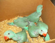 blue_ringneck_chicks.142161051_large.jpg