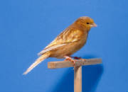 canary71999.jpg
