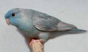 cinnamonblue.jpg