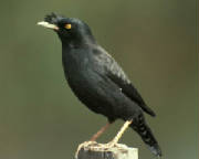 crested_myna_t09-2-022_l.jpg