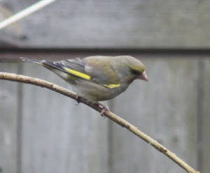 ffgdvgreenfinch.jpg