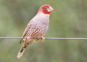 finch_red-headed_male1-img_8286_copy.jpg