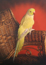indian-ring-neck-lg.jpg