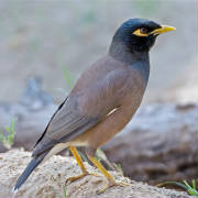lcommon-myna-bharatpur-2008.jpg