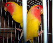 lgldsc00665.jpg