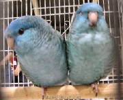 lineolatedparakeet.jpg