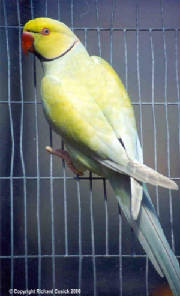 lturquoiselacewingcock.jpg