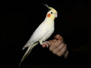 lutino_cockatiel_1_1010-t2.jpg