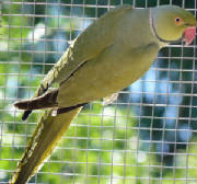 olive_ringnekck.jpg