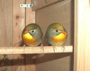 pekin-robins.jpg