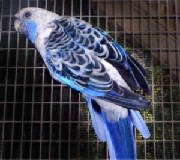 pennantsparakeetwbpk_acb95.jpg