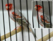 red-agate-mosaic-dimorphic-canaries-serinus-canaria-domestica-top-dutch-showline--6808-p.jpg
