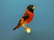 red-siskins-carduelis-cucullata-sexed-pairs--5151-p.jpg