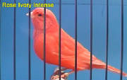 rose-ivory-intense.jpg