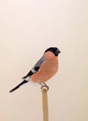 siberian-bullfinch-1.jpg