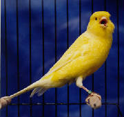 singiddng-canary.jpg