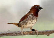 spiciuglefinch.jpg