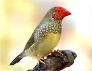 star_finch_d1.jpg