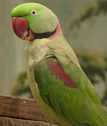 220px-psittria_-jurong_bird_park_-side-8a.jpg