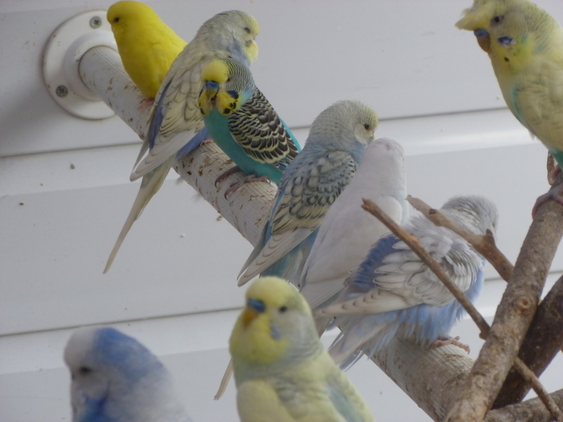 370339_baby-budjdgies-for-sale-grimsby-any-colour-pound-10-00_photo_1_img.jpg