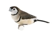 4568246-double-barred-finch--taeniopygia-bichenovii-in-front-of-a-white-background.jpg