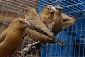 african-silverbills-chbsocolate-fawn-mutation-proven-pairs--3552-p.jpg