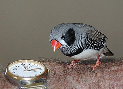 black-cheeked-zebra-finches-taeniopygia-guttata-pairs--6522-p.jpg