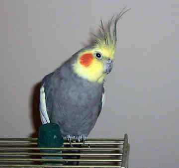 cockatiedee316.jpg