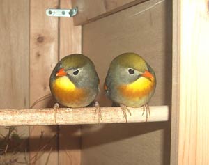 pejykin-robins.jpg