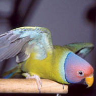 ppplum-headed-parakeet.jpg