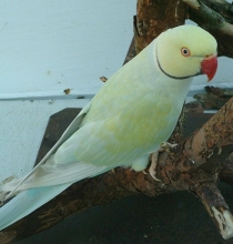 ringneckouh.jpg
