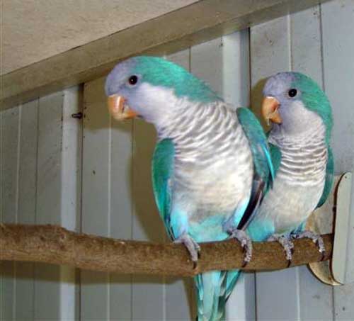 web-quaker-parggrot-1509.jpg